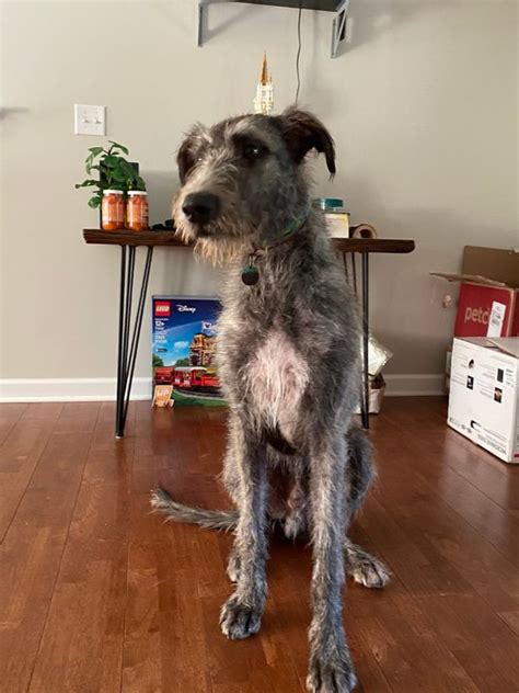 The Irish Wolfadoodle is low to non shedding and while. . Irish wolfhound for adoption